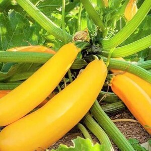 Puede incluir: Varias calabazas de verano de color amarillo brillante creciendo en una planta verde. Las calabazas amarillas, lisas y alargadas, están unidas a tallos verdes gruesos y texturizados, rodeadas de grandes hojas verde vibrante.