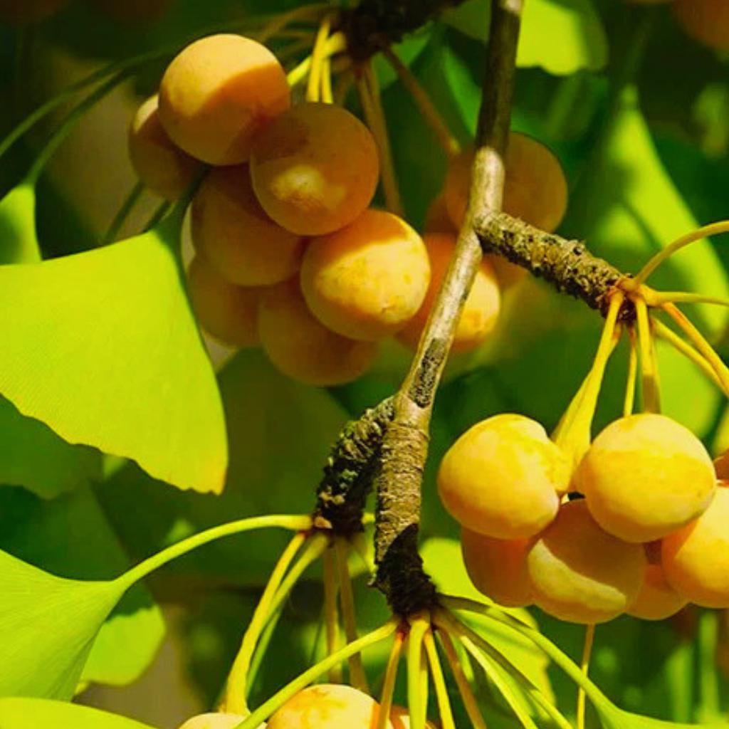 Ginkgo Biloba Tree Maidenhair Rare Ornamental Garden 5 Seeds