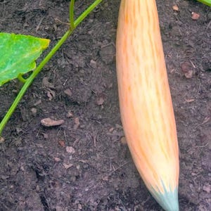 Puede incluir: Un pepino armenio largo y cilíndrico con piel a rayas de color naranja pálido y amarillo, que se estrecha hacia una punta verde claro, unido a una fina enredadera verde con una hoja verde ancha y dentada que se extiende desde el lado.