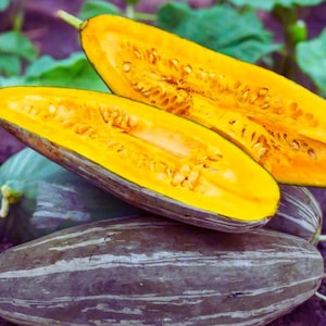 Peut inclure: Une courge Delicata coupée en deux révélant une chair jaune vif avec des graines visibles et une peau extérieure vert foncé ornée de rayures longitudinales crème. La courge est tranchée dans la longueur, exposant sa texture fibreuse.
