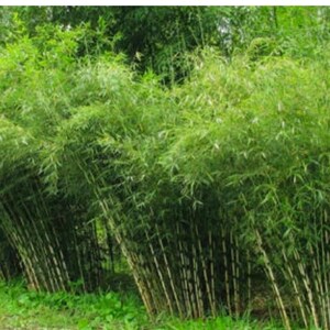 Paraplybambu – Klumpande bambu för insynsskydd, prydnadsskuggträdgård 50 frön