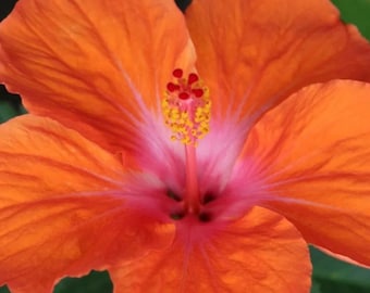 Madagascar Hibiscus Rose of Sharon Hibiscus Moscheutos Flower Garden Seeds