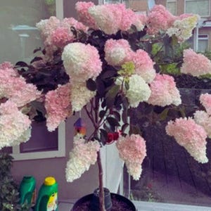 Hortensia fresa – Flores cónicas rosas y blancas. Hortensia paniculata. Flor de jardín. 50 semillas.