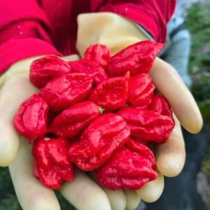 ゴーストペッパー – 非遺伝子組み換えの在来種ブートジョロキア唐辛子（家庭菜園用）50粒