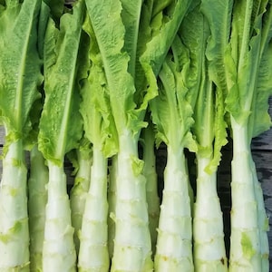 Op de afbeelding: Een bundel verse celtuce-stengels, ook wel stengelsla genoemd, met dikke, lichtgroene, gesegmenteerde stelen bekroond met lange, levendig groene, gegolfde bladeren. De stelen hebben een gladde, stevige textuur met zichtbare waterdruppels.