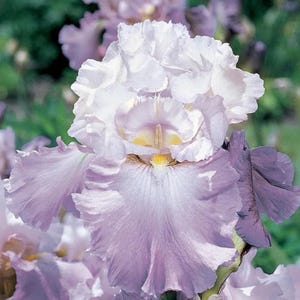 Könnte beinhalten: Nahaufnahme einer hellvioletten Irisblüte mit gekräuselten Blütenblättern. Die Blüte hat eine weiße Mitte mit gelbem Akzent. Die unteren Blütenblätter sind dunkler violett. Der Hintergrund ist verschwommen grün.