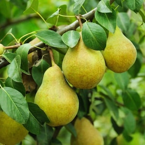 May include: Several ripe, yellow-green pears hang from a tree branch, surrounded by vibrant green leaves. The pears have a smooth, slightly speckled skin and are attached to the woody stems, showcasing their natural shape and colour in daylight.