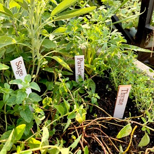 Op de afbeelding: Een close-up van een tuinbed gevuld met verschillende kruiden. Salie, peterselie en tijm zijn gemarkeerd met kleine witte bordjes. De planten hebben levendige groene bladeren en de grond is donkerbruin.