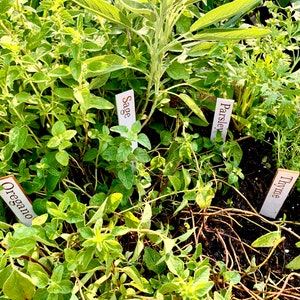 Op de afbeelding: Een close-up van een tuinbed gevuld met verschillende kruiden. Oregano, salie, peterselie en tijm zijn gemarkeerd met kleine witte bordjes. De planten zijn weelderig groen met verschillende bladvormen en texturen.