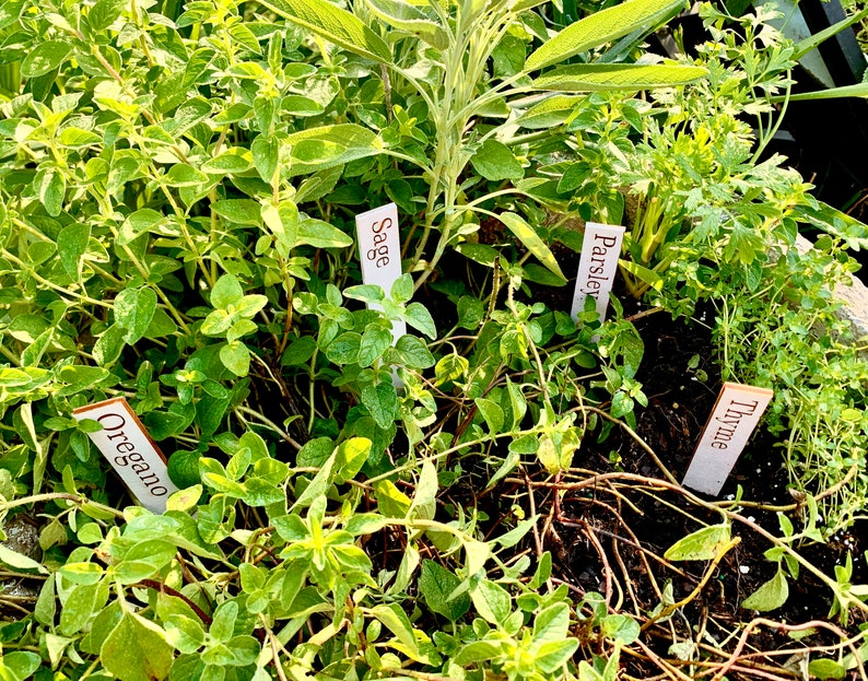 Op de afbeelding: Een close-up van een tuinbed gevuld met verschillende kruiden. Oregano, salie, peterselie en tijm zijn gemarkeerd met kleine witte bordjes. De planten zijn weelderig groen met verschillende bladvormen en texturen.