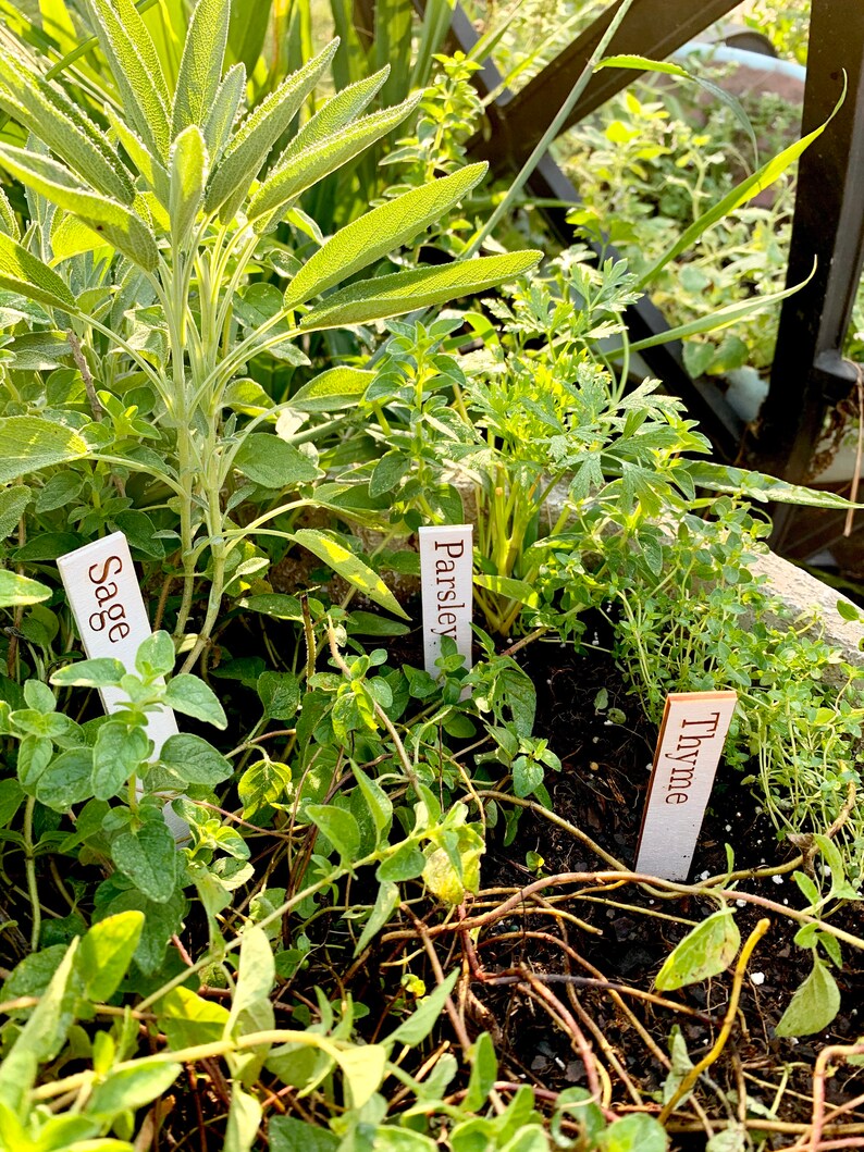 Op de afbeelding: Een close-up van een tuinbed gevuld met verschillende kruiden. Salie, peterselie en tijm zijn gemarkeerd met kleine witte bordjes. De planten hebben levendige groene bladeren en de grond is donkerbruin.