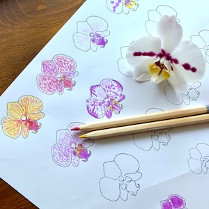 Etiquetas para colorear de plantas de orquídeas Phalaenopsis en PDF. Página tamaño carta para imprimir. Proyecto de etiquetas para plantas de jardinería de interior.
