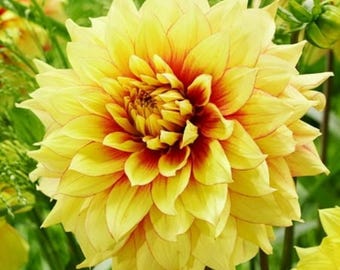 Tubérculo de dalia Dazzling Sun Dinnerplate / Bulbo de flor de dalia amarilla gigante