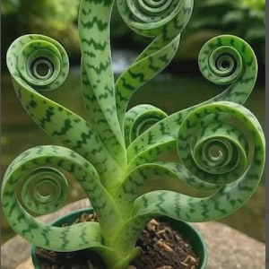 Op de afbeelding: Een unieke vetplant met spiraalvormige, groene bladeren en een kenmerkend patroon van donkergroene vlekken. De plant staat in een groene pot, wat het ongewone, gekrulde blad benadrukt. De bladeren zijn heldergroen.