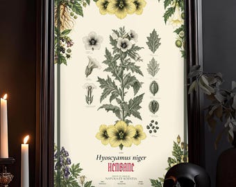 Poison Henbane Print, Antique Botanical Engraving, Witching Herb Wall Art, Dark Academia Decor