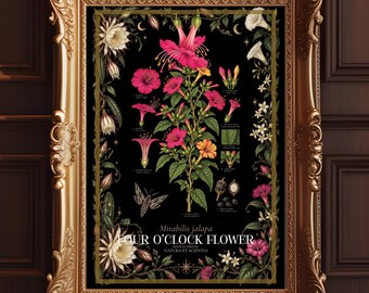 Four o-clock Flower Botanical Print, Dark Gothic Wall Art, Mirabilis jalapa Scientific Poster