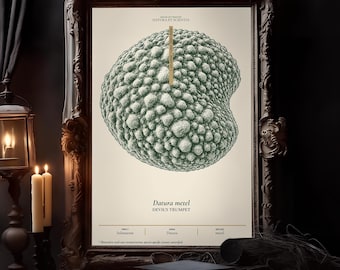 Microscopic Scientific Illustration, Datura metel Devil's Trumpet, Dark Academia Science Wall Art, Study Decor