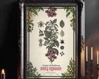 Deadly Nightshade Print, Antique Botanical Engraving, Atropa belladonna Plate, Poison Garden Wall Art, Witchy Apothecary Decor