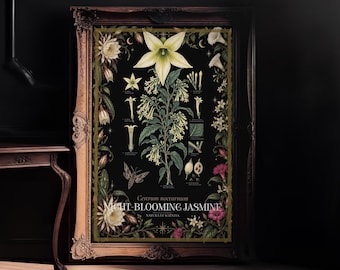 Night-Blooming Jasmine Botanical Print, Gothic Scientific Illustration (Cestrum nocturnum)