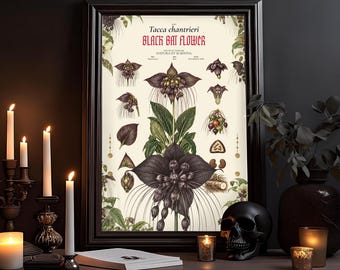 Black Bat Flower Poster, Dark Botanical Illustration, Gothic Plant Art (Tacca chantrieri)