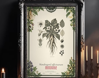 Mandrake Print, Antique Botanical Engraving, Mandragora officinarum Plate, Occult Herbal Wall Art, Dark Academia Decor