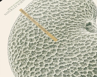 Microscopic Scientific Illustration, Black Henbane Seed Print, Magnified Testa Illustration, Dark Academia Wall Art