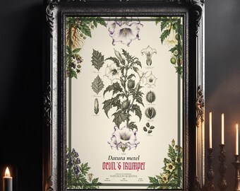 Antique Botanical Engraving: Devil's Trumpet Datura metel Print, Gothic Night Garden Wall Art