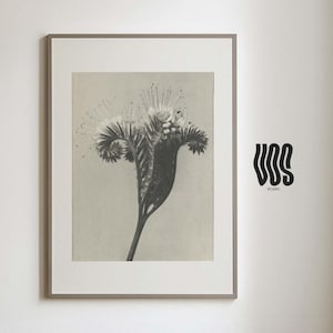 Pode incluir: Uma impressão de arte de parede emoldurada com uma ilustração botânica a preto e branco de uma flor única com estames longos e finos e pétalas enroladas. A obra está numa moldura fina e clara. O texto VOS está impresso a preto à direita.