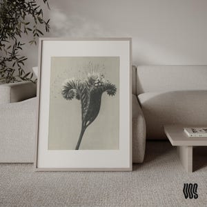 Pode incluir: Uma impressão de arte de parede emoldurada com uma ilustração botânica a preto e branco de uma única flor com pétalas longas, finas e radiantes e um caule curvo. A obra está inserida numa moldura de madeira clara com uma larga margem branca.