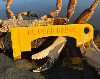 May include: A yellow BC Crab Gauge tool is positioned over a crab's claw. The gauge has the text "BC CRAB GAUGE" and "DUNGENESS 165MM RED ROCK 115MM" printed on it. The crab is brown and tan.