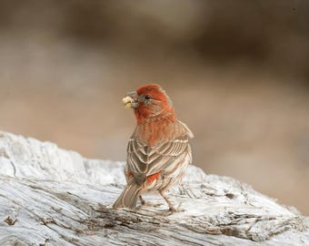 Fringuello domestico su legno galleggiante – Fotografia di uccelli da giardino – Stampa artistica da parete – Download digitale