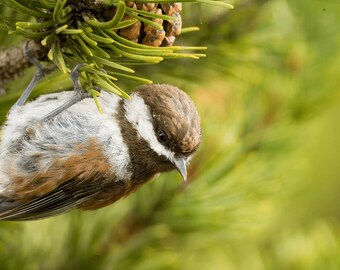 Cincia dal dorso castano – Uccello delle foreste del Pacifico nord-occidentale – Fotografia naturalistica stampabile – Download digitale