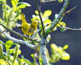 Parula gialla – Uccello canoro primaverile tra le foglie – Foto di uccello stampabile – Download digitale