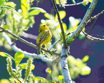 Canto di un'usignolo giallo – Foto di un uccello canoro dai colori vivaci – Stampa artistica da parete – Download digitale