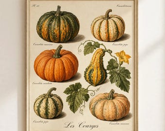 Może przedstawiać: Botaniczny wydruk artystyczny zatytułowany Les Courges przedstawiający sześć ilustracji dyń w odcieniach zieleni, pomarańczu i żółci. Wydruk zawiera nazwy naukowe, takie jak Cucurbita maxima, Cucurbita pepo oraz Cucurbita moschata.