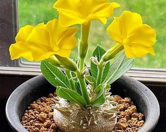 Pachypodium Caudex Succulent (Brevicaule-Type), Thick Trunk Desert Plant, Easy Care Indoor Plant, Bare Root