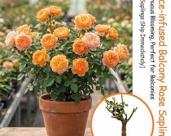 Juice Balcony Rose Seedling | Compact Patio Live Plant (Live Saplings)