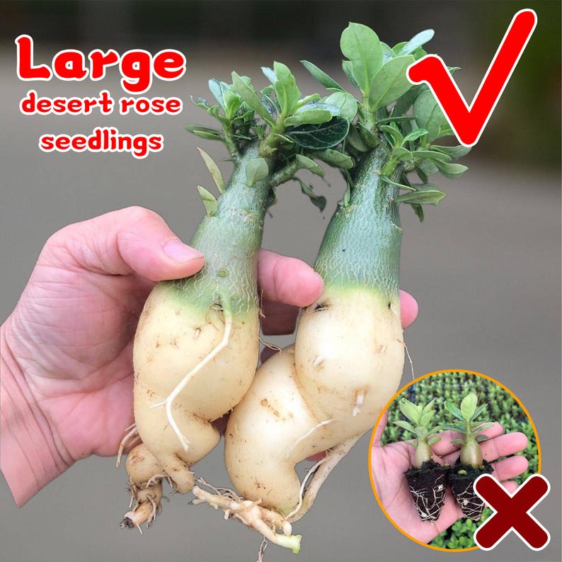 May include: Two large desert rose seedlings with thick, light-colored stems and green tops are held in a hand. The text "Large desert rose seedlings" is in the upper left corner. A smaller image of seedlings is crossed out.