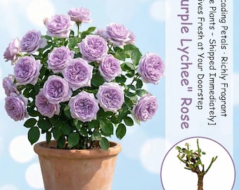 Purple Lychee Rose Live Plant: Fragrant Garden Flower Seedling (Bare Root)