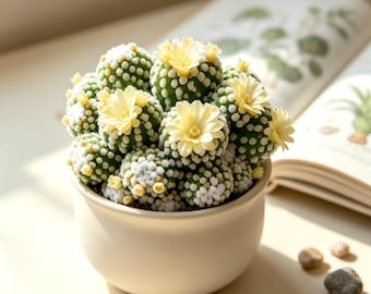Collector Succulent & Cactus Collection, Erusamu / Astroloba Herrei / Variegated Euphorbia / Variegated Gymno, Houseplant