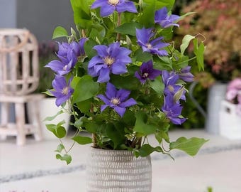 Clematis Bare Root Plant | Hardy Climbing Vine Flower for Garden Trellis