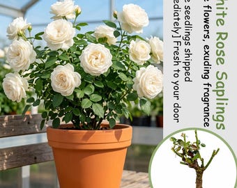 White rose seedlings – elegant white flowers, fragrant aroma, very easy to grow (bare root).