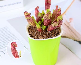 Sea Snail Pitcher Plant | Exotic Indoor Houseplant | Live Nepenthes Style Plant