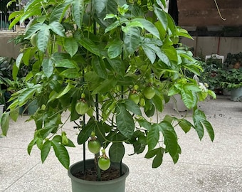 Passion Fruit Seedling | Fast Growing Tropical Vine, Edible Fruit (Bare Root Live Plant)