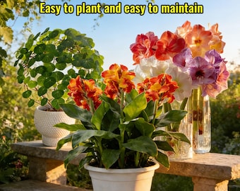 Stephania Erecta Tuber, Canna Lily Rhizome & Amaryllis Bulb Unique Flowering Plant Bulbs for Garden, Patio and Indoor Planting