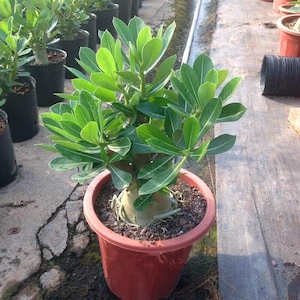 May include: A potted desert rose plant with vibrant green leaves and a thick, bulbous base. The plant is in a reddish-orange plastic pot filled with soil. Other plants are visible in the background, suggesting a nursery or greenhouse setting.
