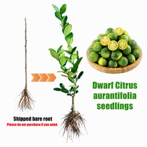 Dwarf Calamansi Seeds - Etsy