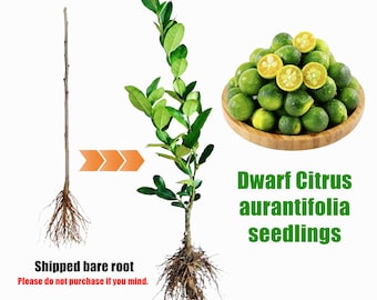 Dwarf Key Lime Seedling | Citrus Aurantifolia Live Plant | Patio Citrus Tree Starter