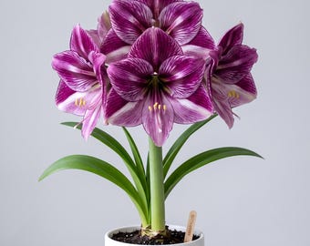 May include: A potted amaryllis plant featuring large, trumpet-shaped flowers with deep purple and white striped petals and yellow stamens. The plant has long, green leaves and is housed in a plain white cylindrical pot with a small wooden plant marker.