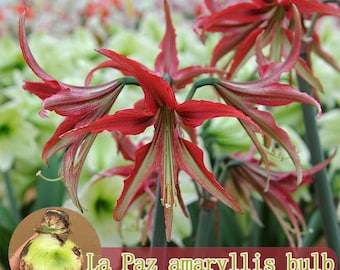 La Paz Amaryllis Bulb, Cybister Spider Hippeastrum, Tropical Indoor Plant